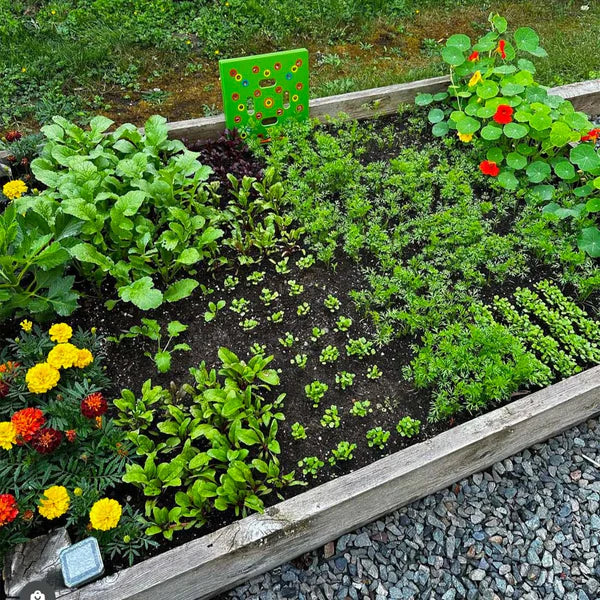 GrowGrid® Plantilla Espaciadora de Semillas